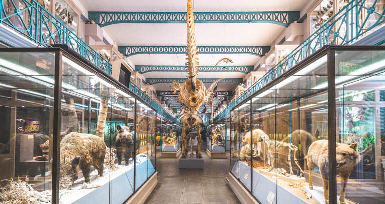 musée d'histoire naturelle de Lille