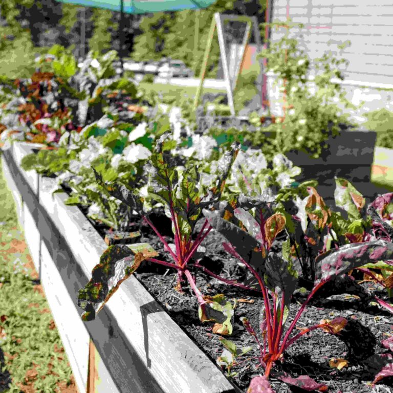 jardins partagés lille