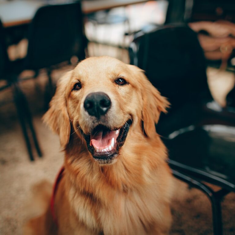 endroits dog friendly où venir avec son chien à lille