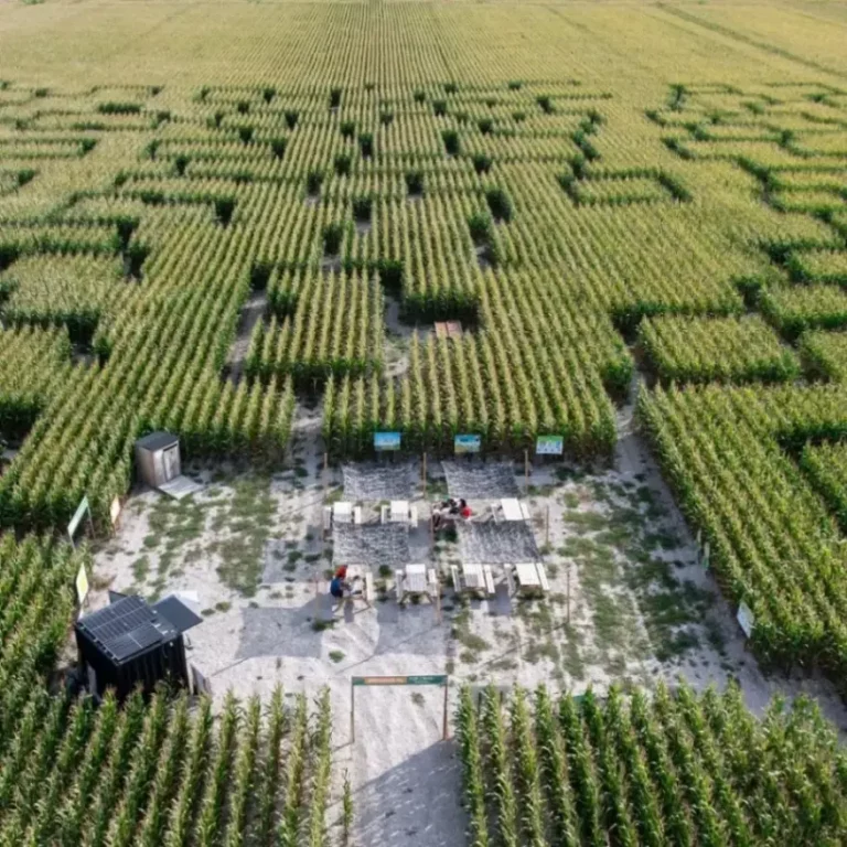 pop corn Labyrinthe