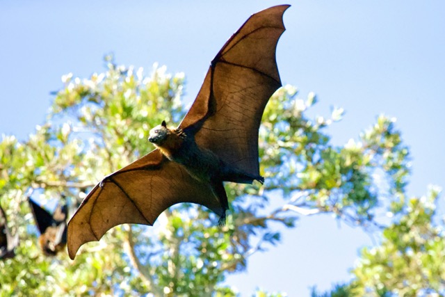 musée plein air chauve-souris