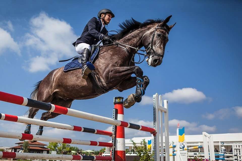concours cheval 1