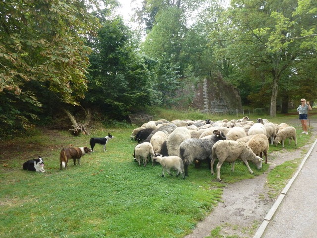 bien être animal moyenne
