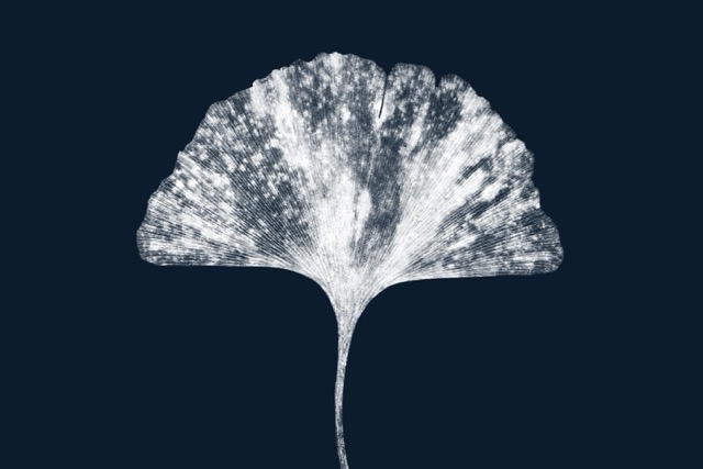 visuel paysage hd hideyuki atlasginkgo