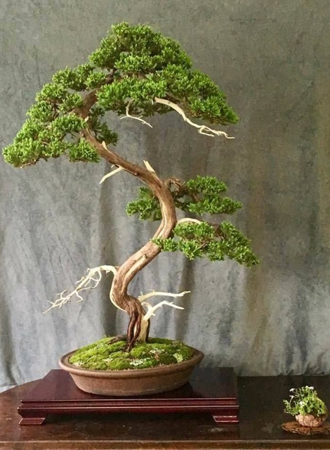 © bonsaï la part du colibri moyenne