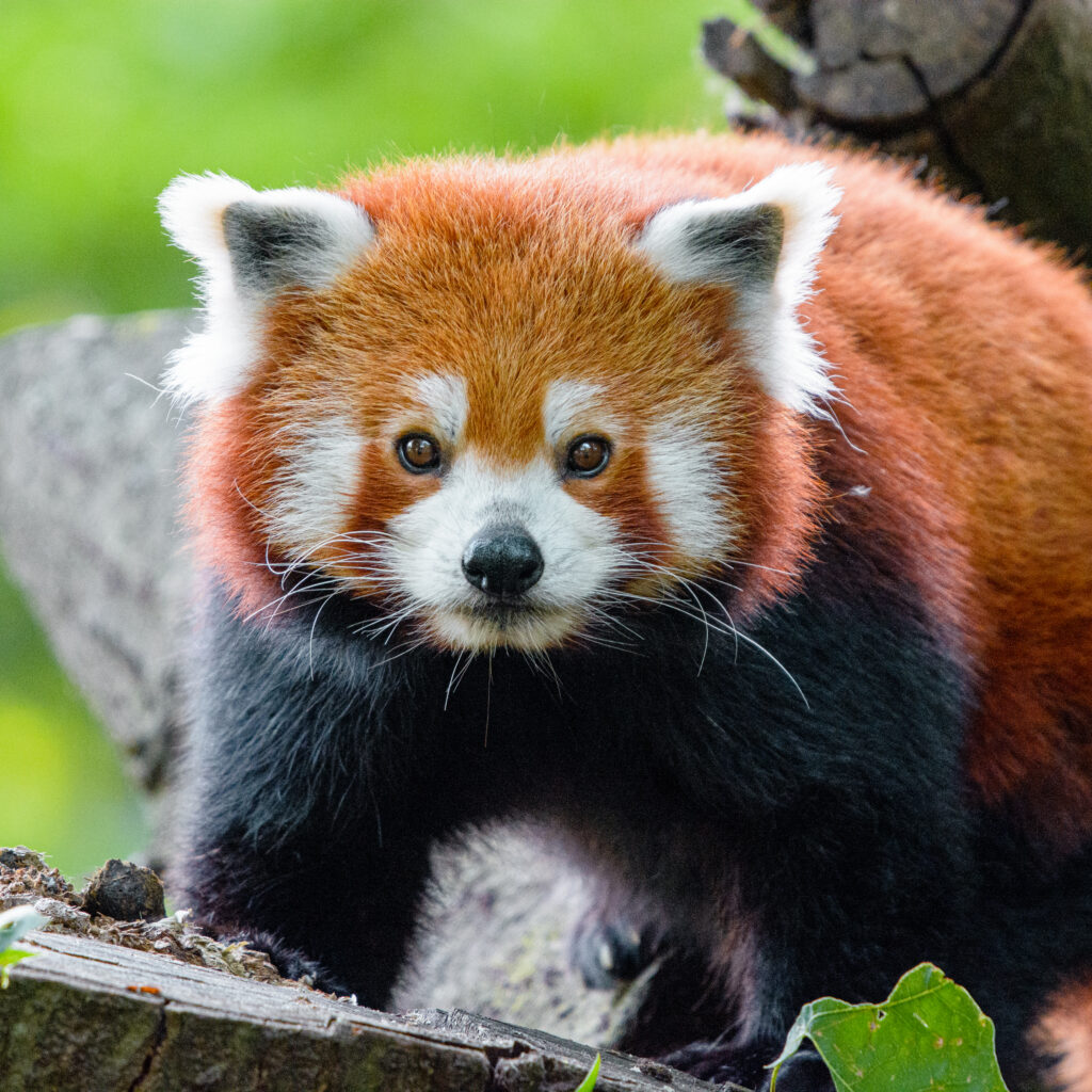 Que faire à Lille et aux alentours du 9 au 15 février ? Réouverture du zoo de Lille