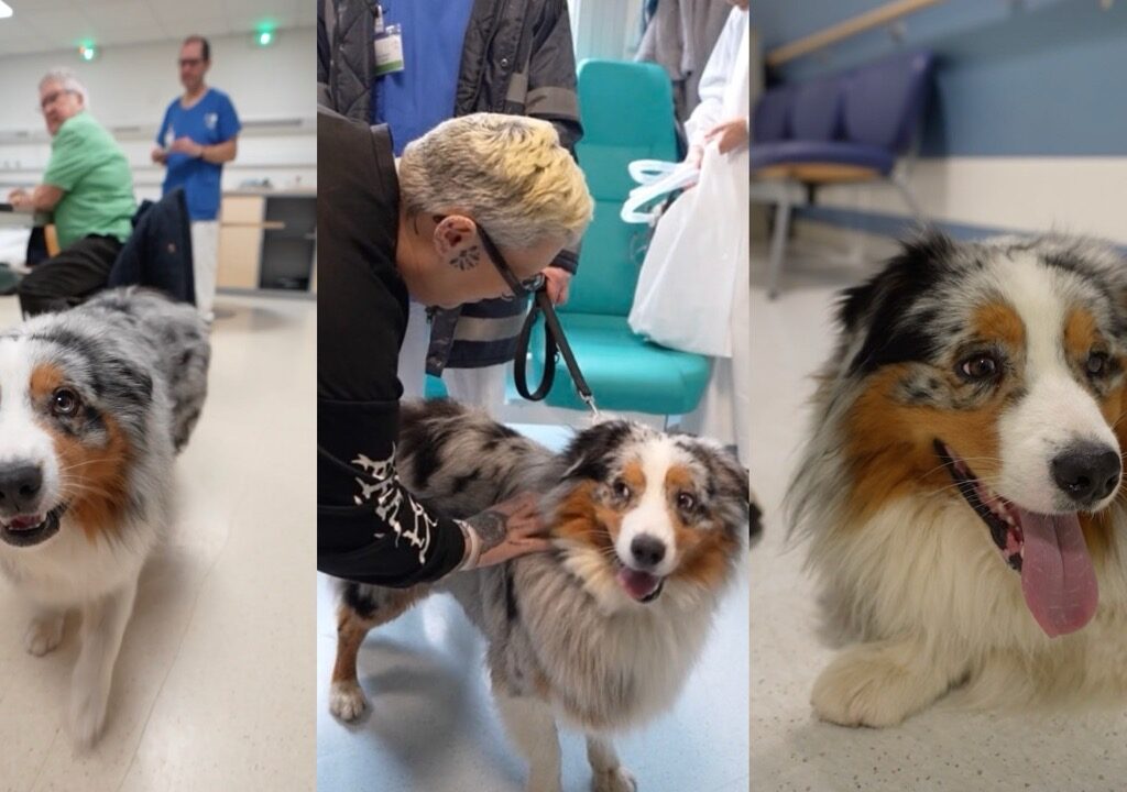 Le chien Teamir à l'hôpital Roger-Salengro de Lille