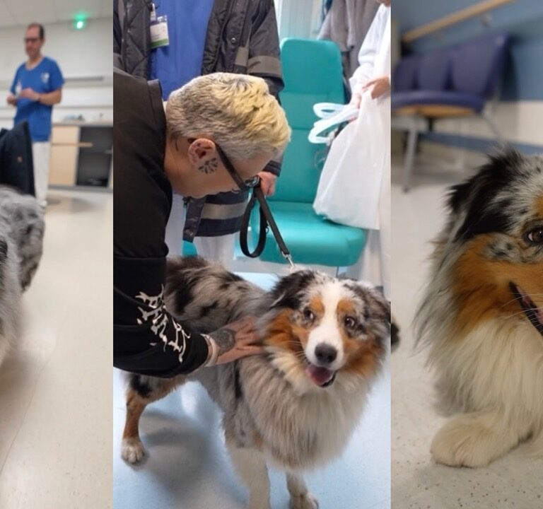 Le chien Teamir à l'hôpital Roger-Salengro de Lille