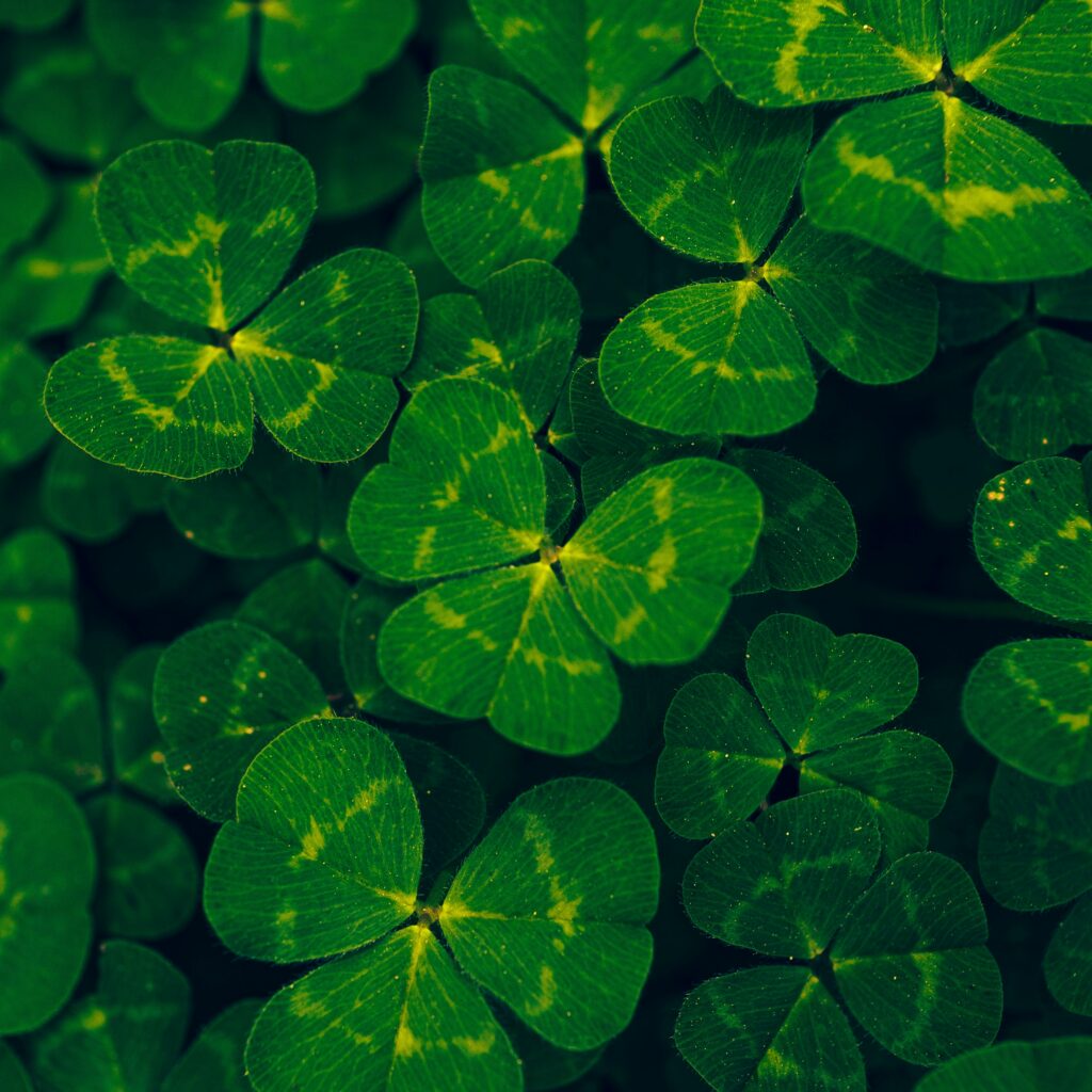 Que faire à Lille et aux alentours du 9 au 15 mars ? St Patrick au Chaud Bouillon 