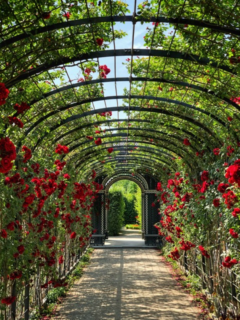 jardin roses moyenne