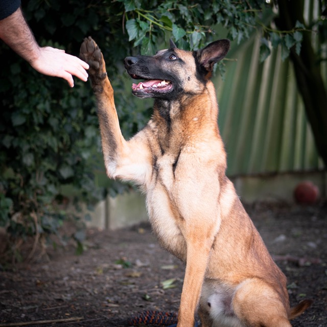 aider les animaux lpa moyenne