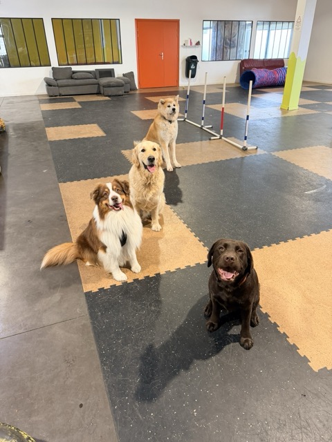 Woofland Saint André lez Lille