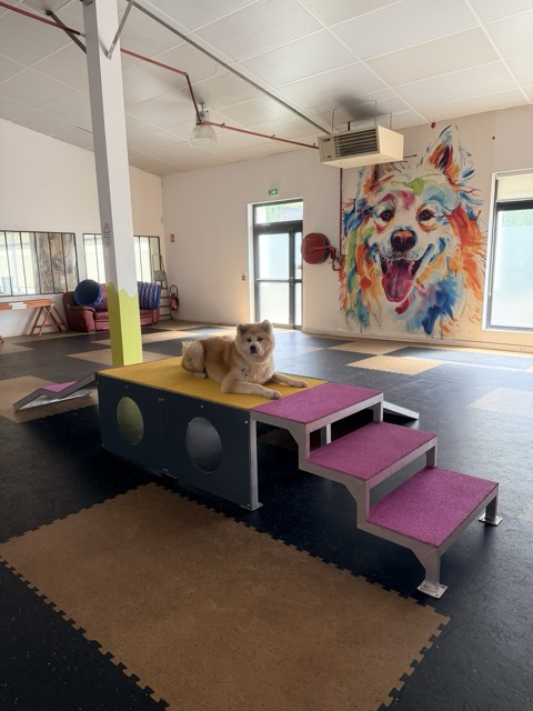 Woofland Saint André lez Lille