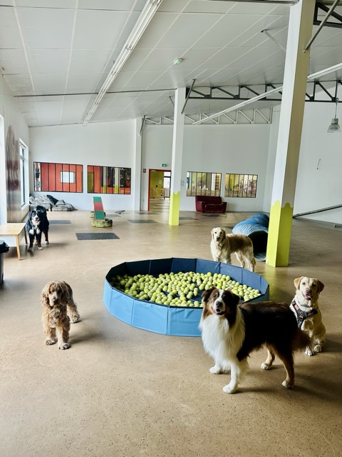 Woofland Saint André lez Lille