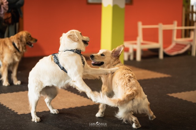Woofland Saint André lez Lille