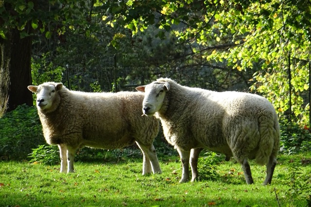 les moutons r moyenne